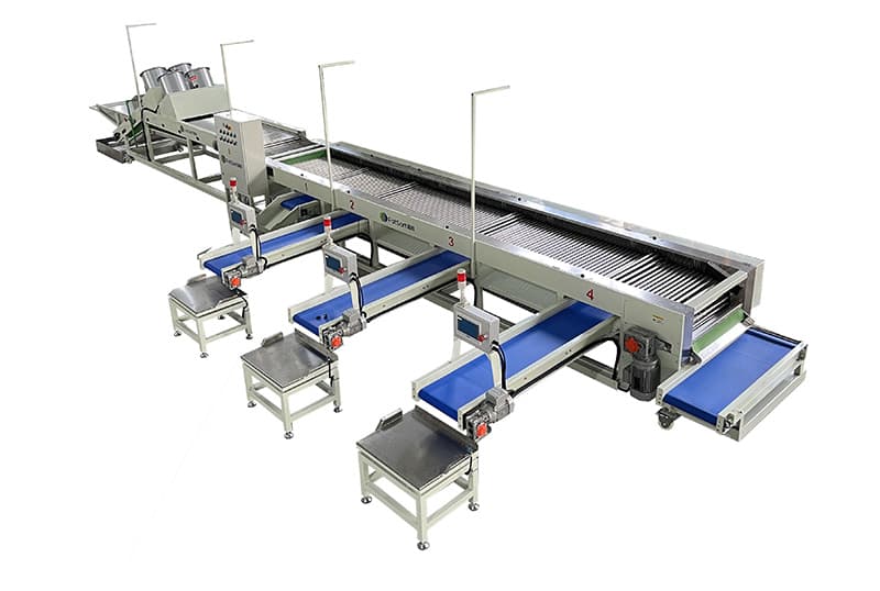 images/1672128158026cherry tomato processing line.jpg